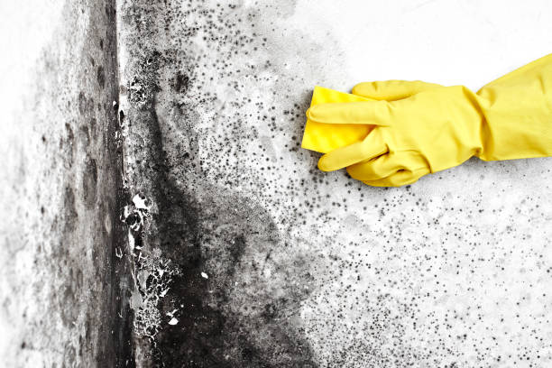 Best Black Mold Removal  in Prieton, NC
