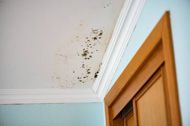 Trusted Princeton, NC Mold Removal Experts