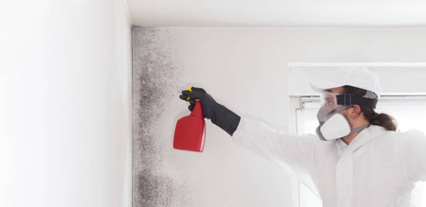 Best Attic Mold Removal  in Prieton, NC
