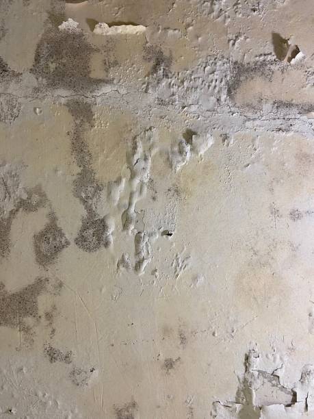 Best Residential Mold Removal  in Prieton, NC