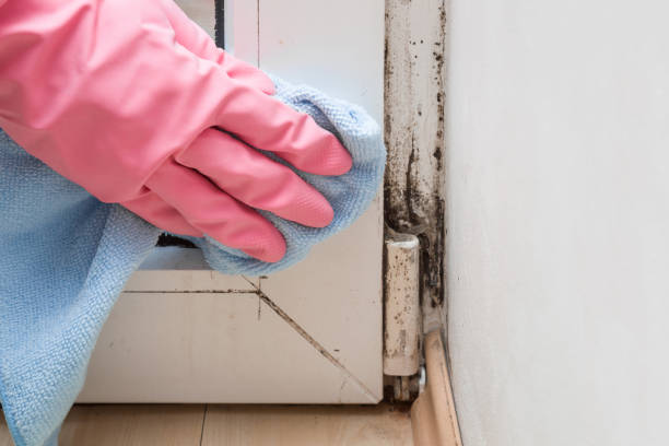 Best Mold Removal Process  in Prieton, NC