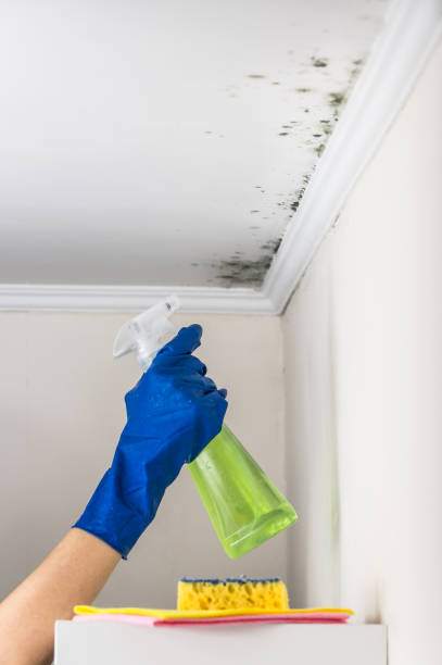 Best Commercial Mold Removal  in Prieton, NC